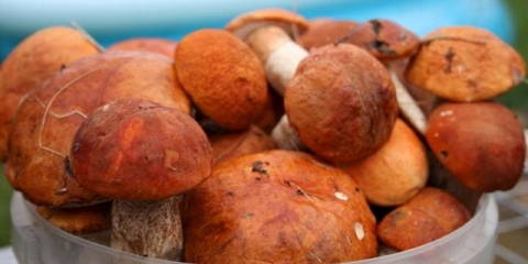 Aspen pečurke: kako kuhati, recepti sa fotografijama